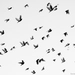 तराईमा आगलागीका घटना कम हुने