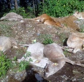 नेपालगञ्जबाट दैलेख लगेका २३ गाई मृत भेटिए