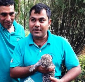 चितुवाको बच्चा उद्धार