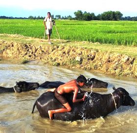 भैँसी नुहाउँदै बालक