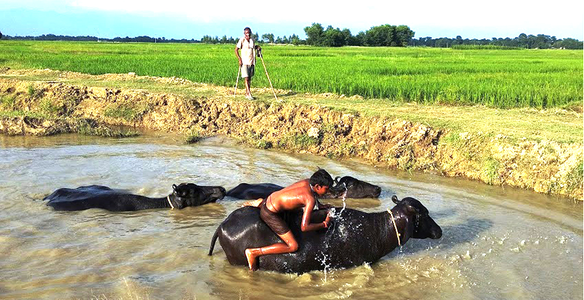 भैँसी नुहाउँदै बालक