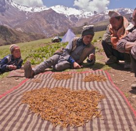 बिक्री नभएपछि घरमै थन्कियो यार्सागुम्बा