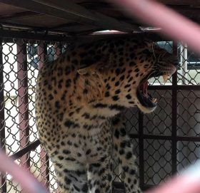 नरभक्षी चितुवा नियन्त्रणमा