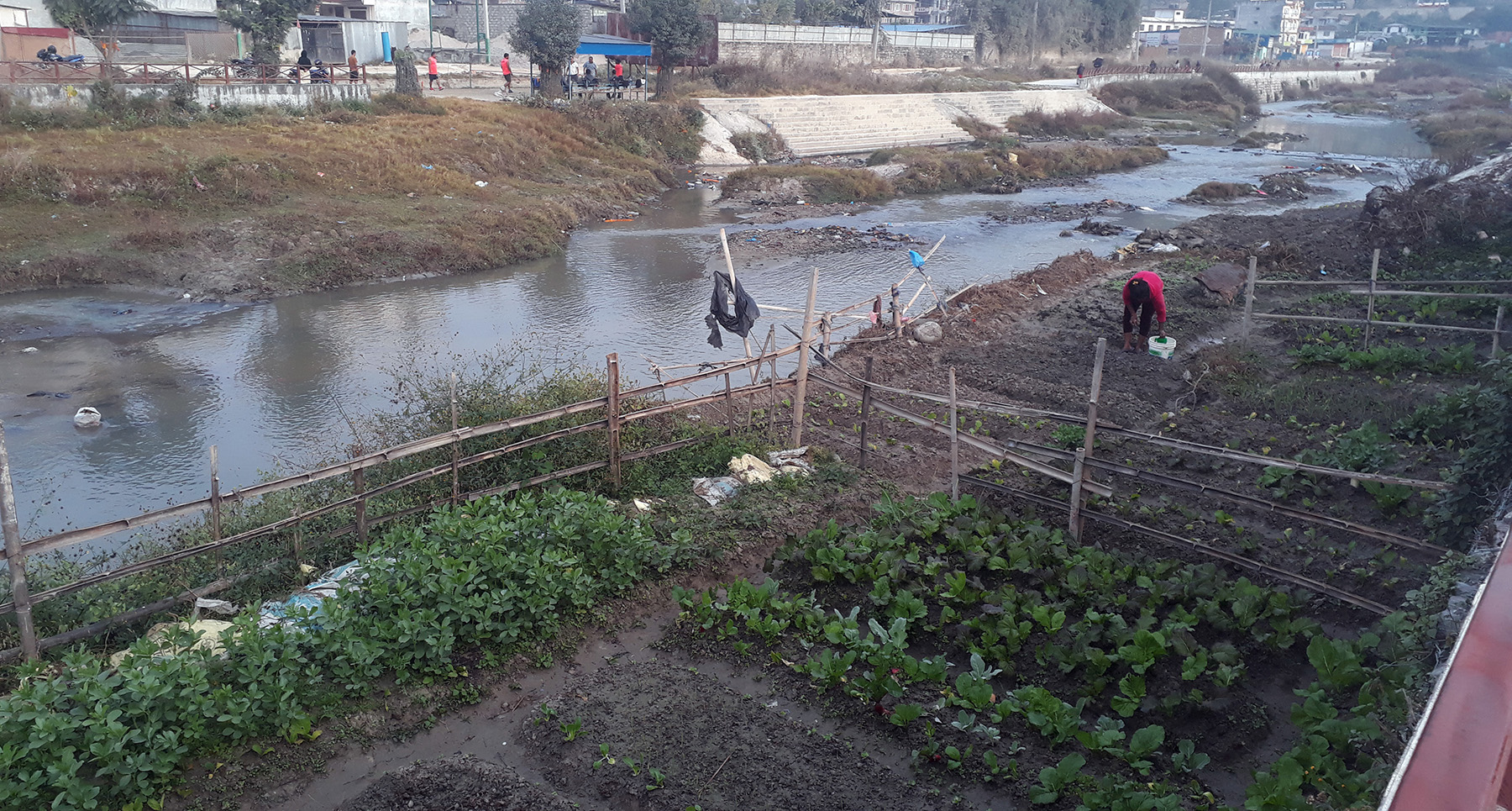 वाग्मतीमा अलपत्र सौन्दर्य, फस्टाउँदै तरकारी खेती