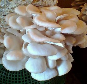 स्वदेशमा एक लाख २० हजारसम्म आम्दानी