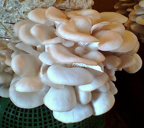 स्वदेशमा एक लाख २० हजारसम्म आम्दानी