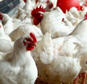 कुखुराको मूल्य अहिलेसम्मकै उच्च