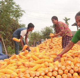 मूल्य घटेपछि मकै उत्पादक किसान चिन्तित