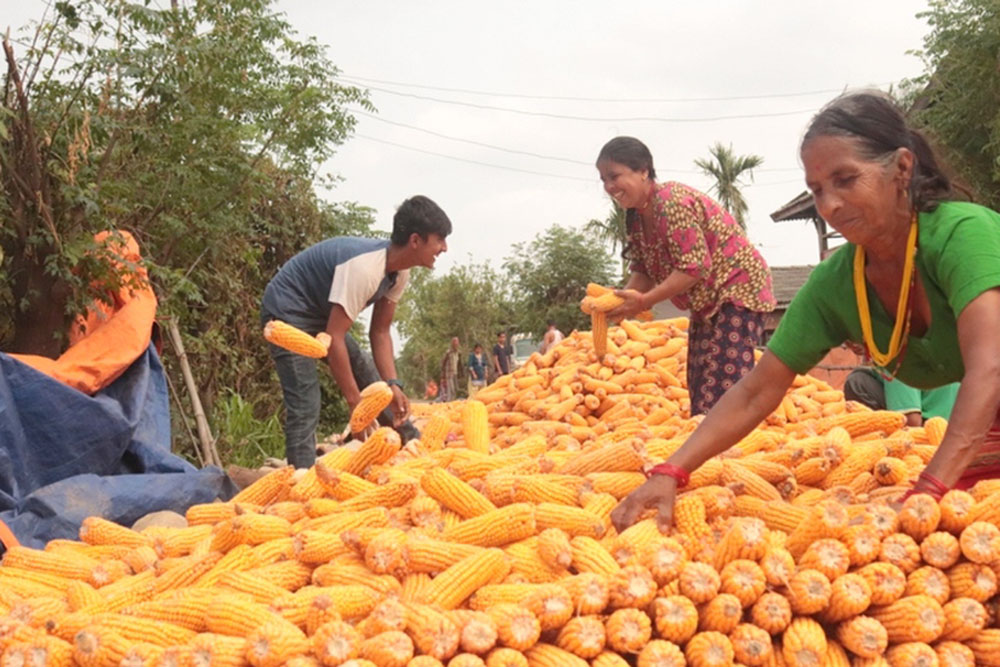 मूल्य घटेपछि मकै उत्पादक किसान चिन्तित