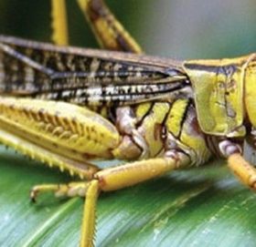 एक किलो सलह ल्याउनेलाई रु ५००