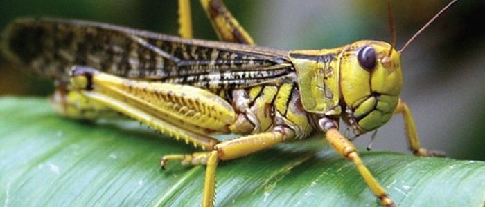 प्रतिकिलो रु १०० मा सलह किन्ने कृषिविज्ञ राईको घोषणा