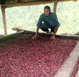 चिया, अलैँची र अदुवाको निर्यातमा गिरावट