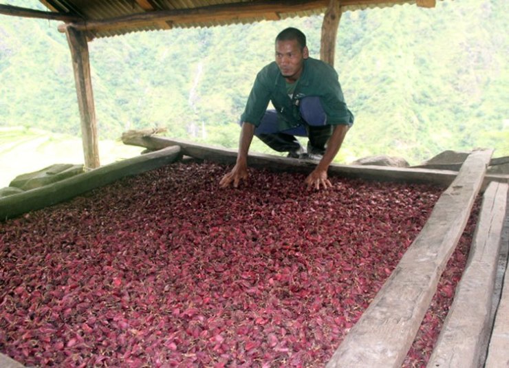 चिया, अलैँची र अदुवाको निर्यातमा गिरावट