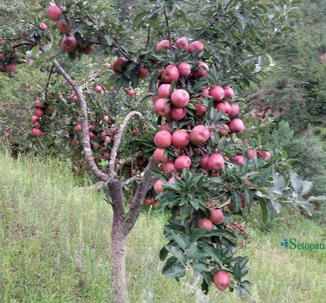 गोल्डेन एप्पल खेती विस्तार हुँदै