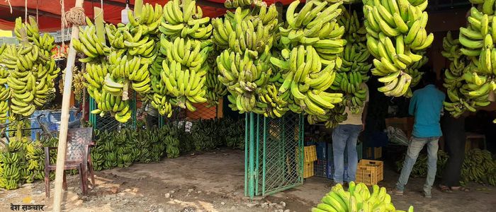 बजारमा भारतीय केराः नेपाली उत्पादन बोटमै कुहिँदै