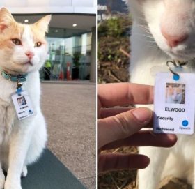 बिरालालाई सुरक्षागार्डको जागिर