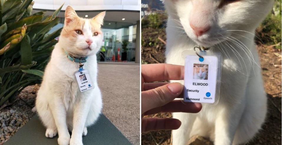 बिरालालाई सुरक्षागार्डको जागिर