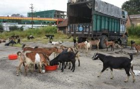 जिउँदो खसी बोकाको मूल्य ५५० रुपैयाँ तोकियो