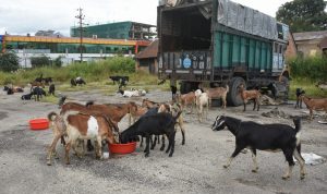 जिउँदो खसी बोकाको मूल्य ५५० रुपैयाँ तोकियो