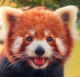 रेडपाण्डाको छालासहित चार पक्राउ