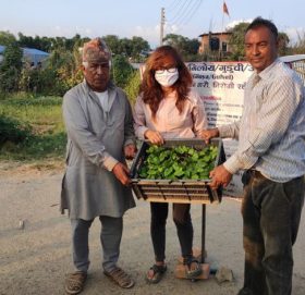 दशैँका मुख्य दिनमा पनि रोकिएन निःशुल्क गुर्जो वितरण अभियान