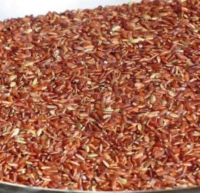 कालीमार्सी धानको प्याटेन्ट् राइट खोइ ?