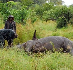 तस्करले गैँडा मार्न थालेपछि नयाँ रणनीति अपनाउँदै निकुञ्ज