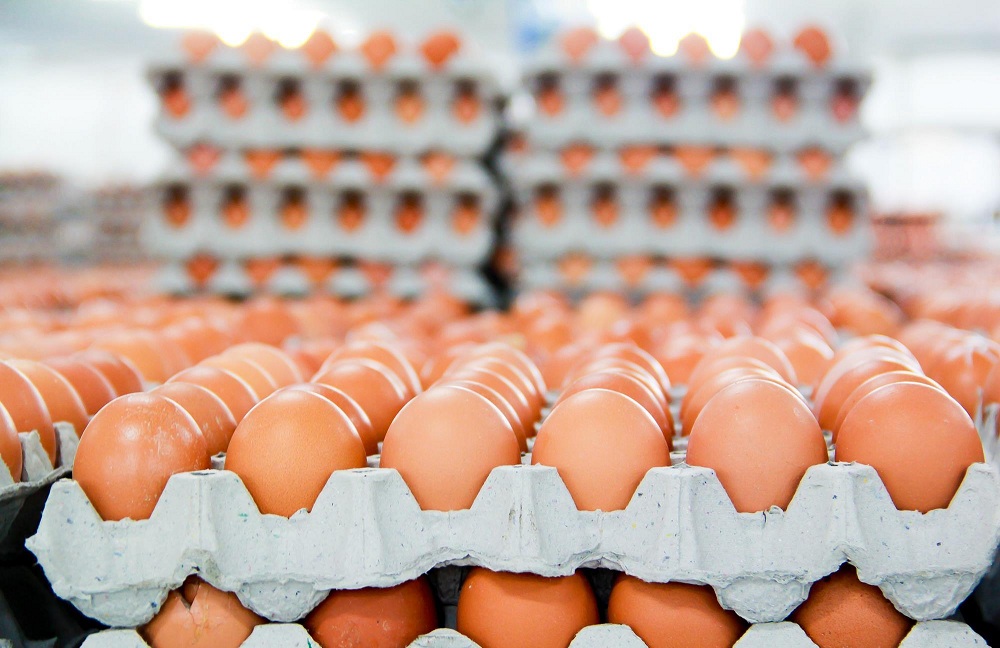 अण्डाको मूल्य हालसम्मकै उच्च