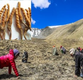 यस वर्ष पनि नखुल्ने भए यार्सापाटन