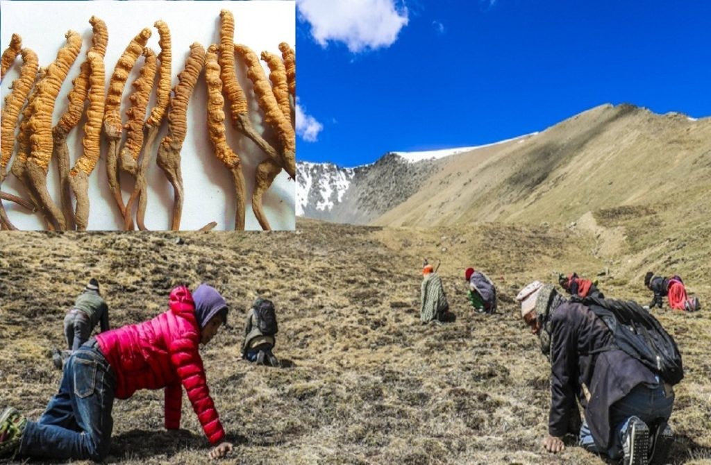 यस वर्ष पनि नखुल्ने भए यार्सापाटन