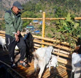 १० वर्षपछि घर फर्केर व्यावसायिक बाख्रापालन