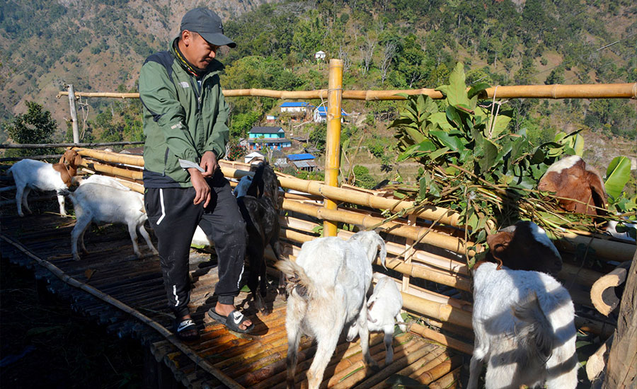१० वर्षपछि घर फर्केर व्यावसायिक बाख्रापालन