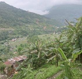 केरा खेतीले फेरियो जिन्दगी