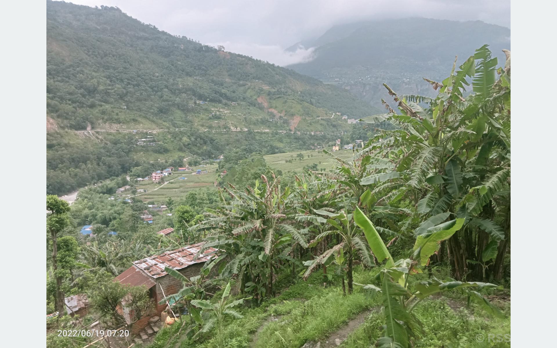 केरा खेतीले फेरियो जिन्दगी