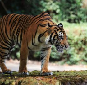 विश्व बाघ दिवस : बाघको सङ्ख्या बढेर तेब्बर, व्यवस्थापनमा चुनौती