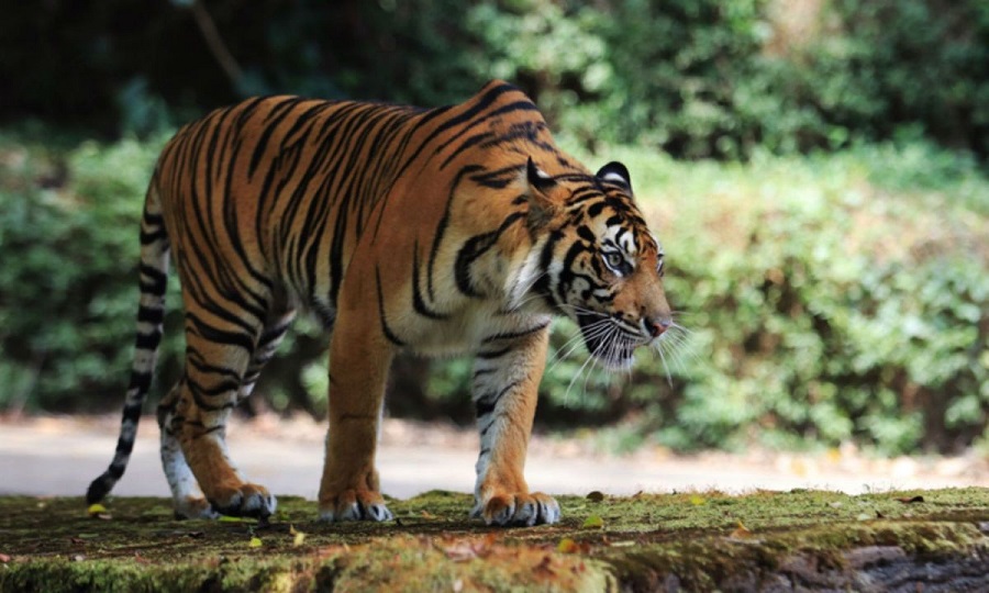 विश्व बाघ दिवस : बाघको सङ्ख्या बढेर तेब्बर, व्यवस्थापनमा चुनौती