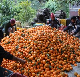 ‘सुन बेचेर सुन्तला लगाएँ, सुनै फलाएँ’