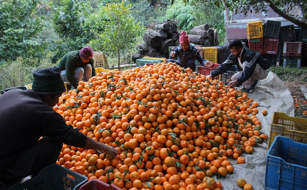 ‘सुन बेचेर सुन्तला लगाएँ, सुनै फलाएँ’