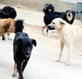 बर्सेनि रेबिज आतङ्क खेप्दै काभ्रेपलाञ्चोक