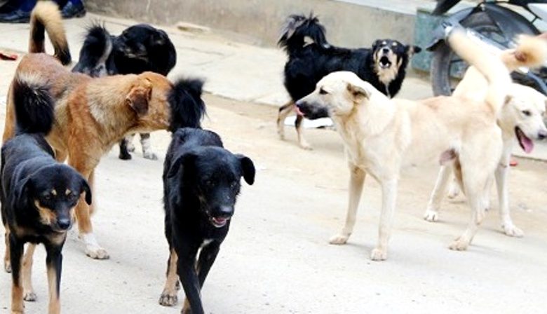 बर्सेनि रेबिज आतङ्क खेप्दै काभ्रेपलाञ्चोक