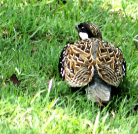 कालो तित्रा चरा