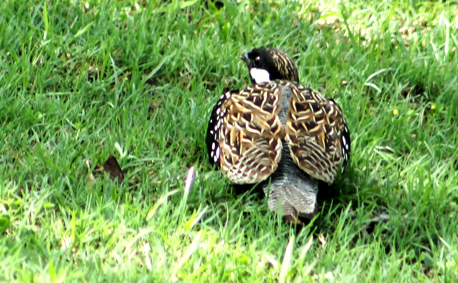 कालो तित्रा चरा