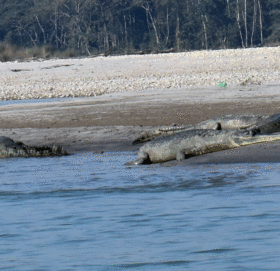राप्ती नदीमा १३३ गोही छाडियो