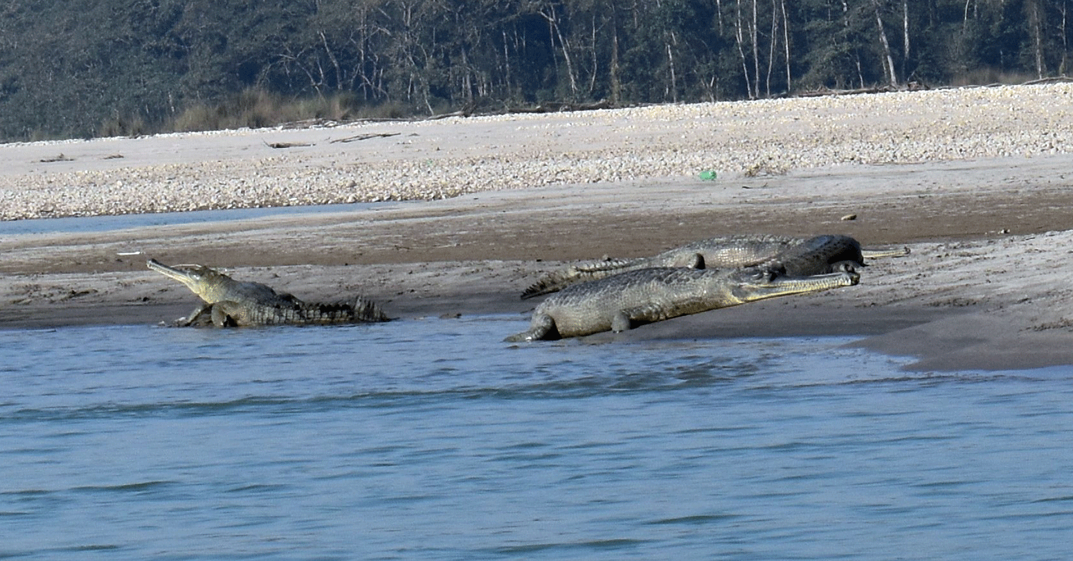 राप्ती नदीमा १३३ गोही छाडियो