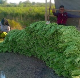 एउटै किसानले फलाउँछन् दैनिक ५०० केजी बोडी