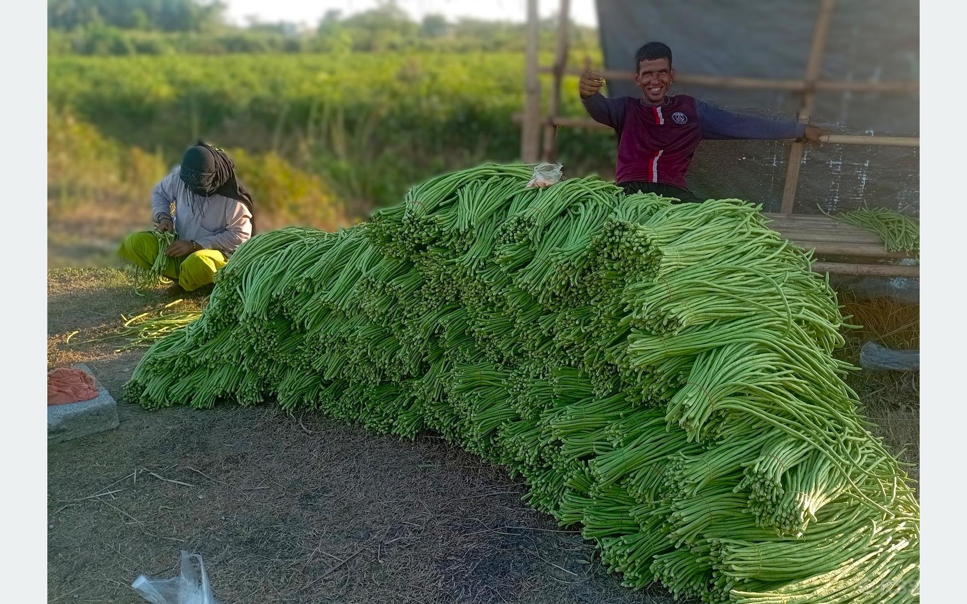 एउटै किसानले फलाउँछन् दैनिक ५०० केजी बोडी
