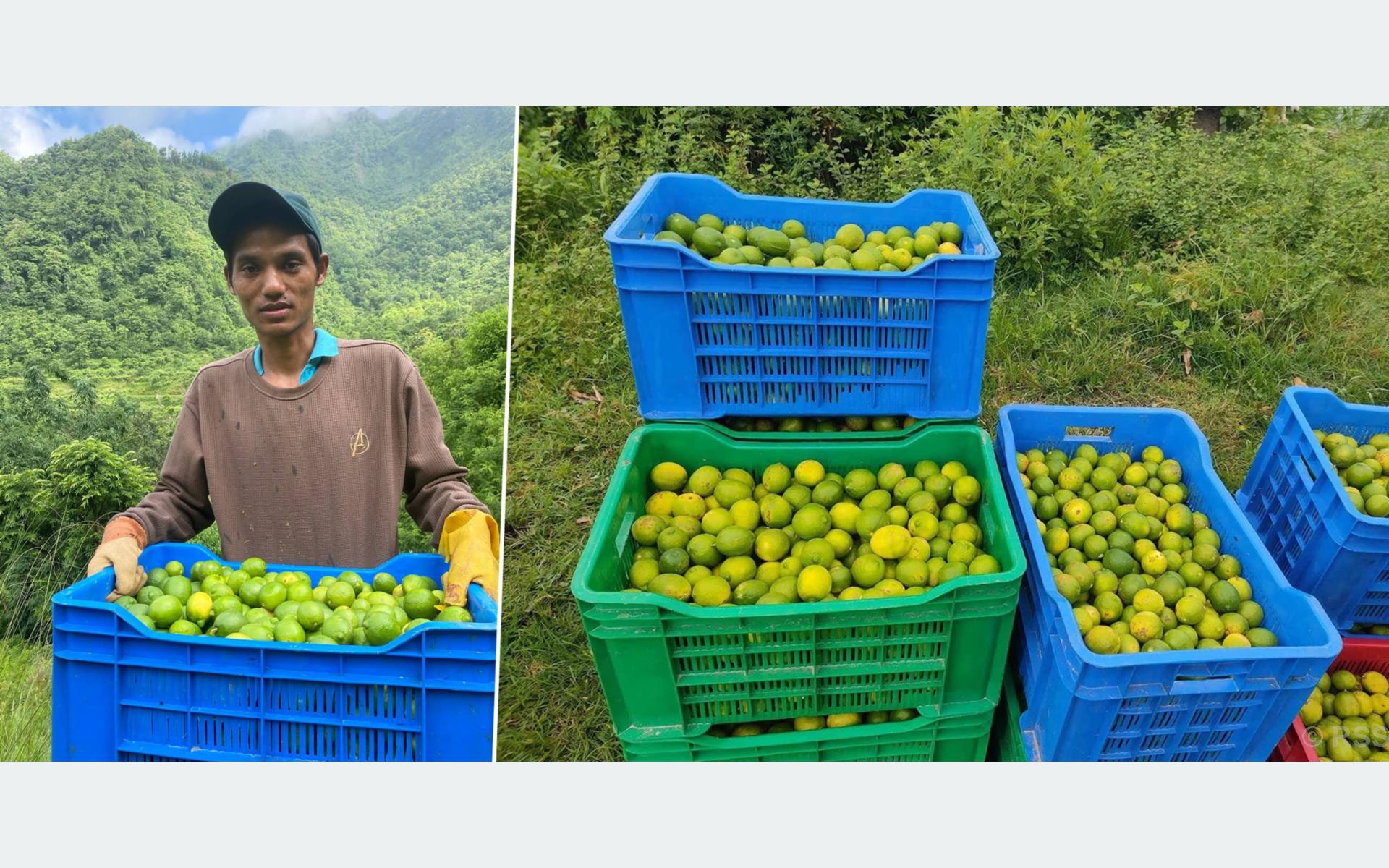 कागतीले बजार नपाउँदा निराश