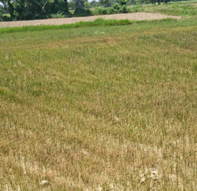 मधेसमा सुक्खाः बजेट व्यवस्थापन गर्न सरकारलाई निर्देशन