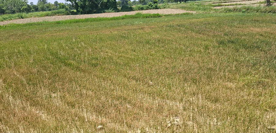 मधेसमा सुक्खाः बजेट व्यवस्थापन गर्न सरकारलाई निर्देशन