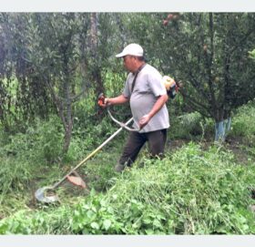 स्याउ बगैँचाभित्र घाँस उत्पादन